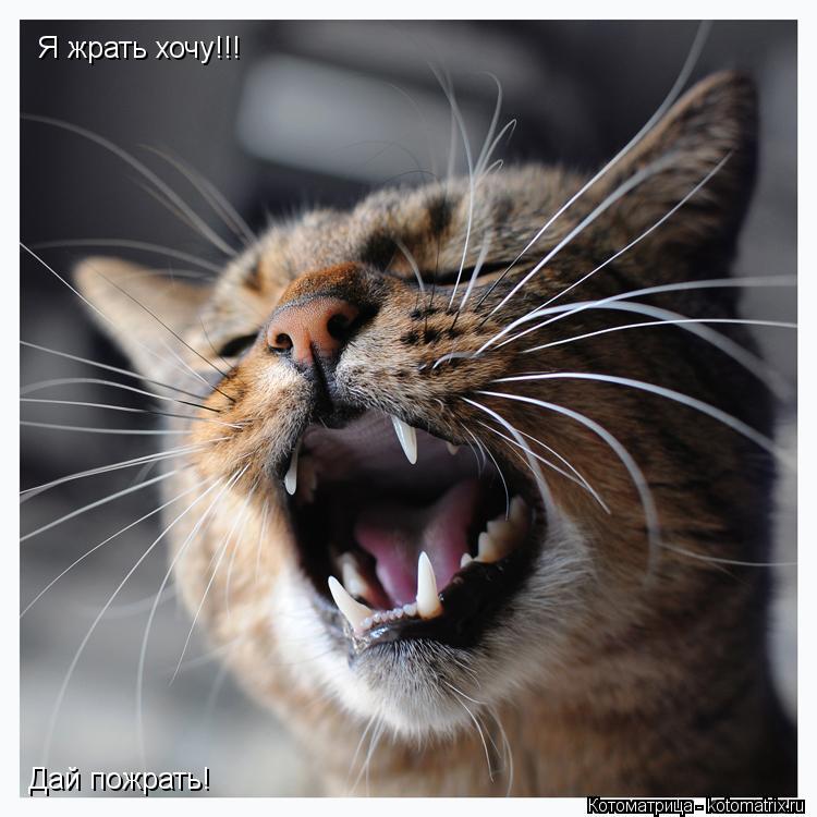 Я жрать хочу!!! Дай пожрать!... Котоматрица: Я жрать хочу!!! Дай пожрать!
