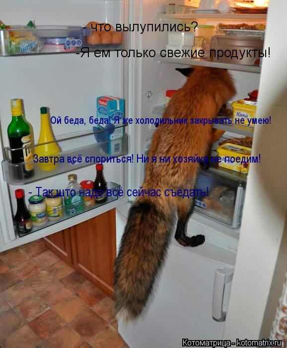 - что вылупились? -Я ем только свежие продукты! Ой беда, беда! Я же холодильник закрывать не умею! З... Котоматрица: - что вылупились? -Я ем только свежие продукты! Ой беда, беда! Я же холодильник закрывать не умею! Завтра всё спориться! Ни я ни хозяйка не пое