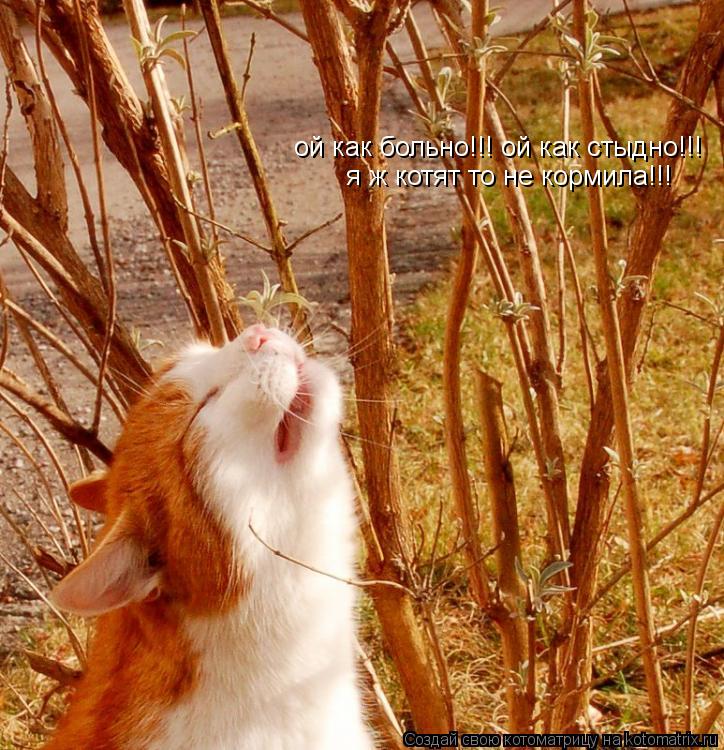 ой как больно!!! ой как стыдно!!! я ж котят то не кормила!!!... Котоматрица: ой как больно!!! ой как стыдно!!! я ж котят то не кормила!!!