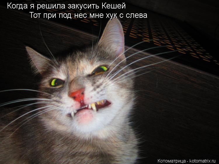 Когда я решила закусить Кешей Тот при под нес мне хук с слева... Котоматрица: Когда я решила закусить Кешей Тот при под нес мне хук с слева