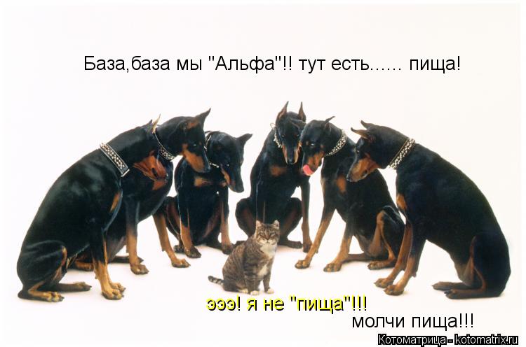 База,база мы "Альфа"!! тут есть...... пища! эээ! я не "пища"!!! молчи пища!!!... Котоматрица: База,база мы "Альфа"!! тут есть...... пища! эээ! я не "пища"!!! молчи пища!!!