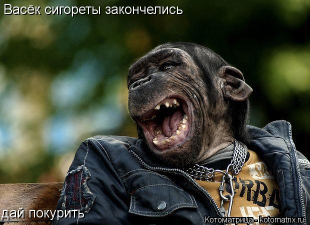 Васёк сигореты закончелись дай покурить... Котоматрица: Васёк сигореты закончелись дай покурить