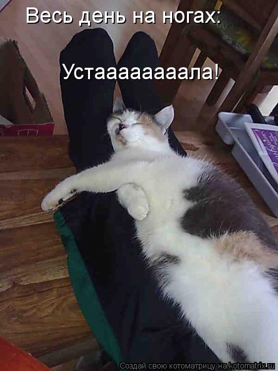 Весь день на ногах: Устаааааааала!... Котоматрица: Весь день на ногах: Устаааааааала!