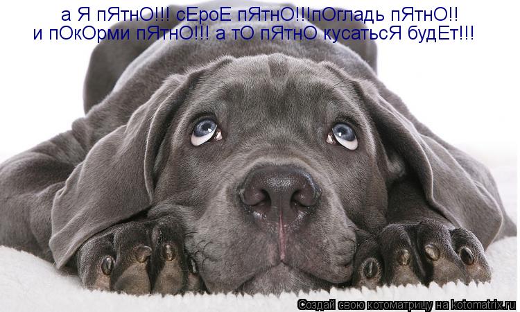 а Я пЯтнО!!! сЕроЕ пЯтнО!!!пОгладь пЯтнО!! и пОкОрми пЯтнО!!! а тО пЯтнО кусатьсЯ будЕт!!!... Котоматрица: а Я пЯтнО!!! сЕроЕ пЯтнО!!!пОгладь пЯтнО!! и пОкОрми пЯтнО!!! а тО пЯтнО кусатьсЯ будЕт!!!