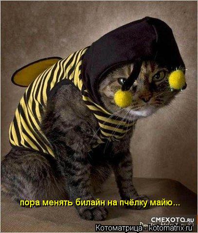 пора менять билайн на пчёлку майю...... Котоматрица: пора менять билайн на пчёлку майю...