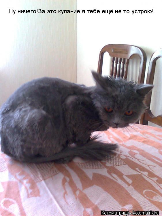 Ну ничего!За это купание я тебе ещё не то устрою!... Котоматрица: Ну ничего!За это купание я тебе ещё не то устрою!