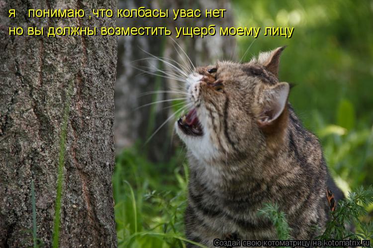 Котоматрица: я   понимаю ,что колбасы увас нет но вы должны возместить ущерб моему лицу