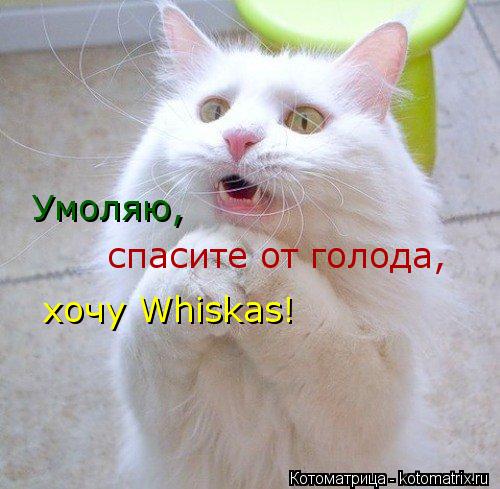 Умоляю, спасите от голода, хочу Whiskas!... Котоматрица: Умоляю, спасите от голода, хочу Whiskas!