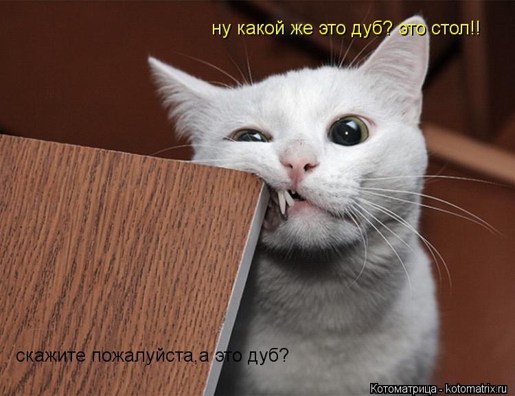 cкажите пожалуйста,а это дуб? ну какой же это дуб? это стол!!... Котоматрица: cкажите пожалуйста,а это дуб? ну какой же это дуб? это стол!!