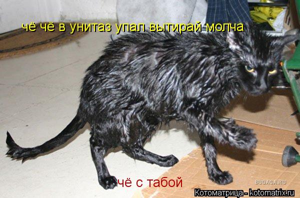 чё с табой чё чё в унитаз упал вытирай молча... Котоматрица: чё с табой чё чё в унитаз упал вытирай молча