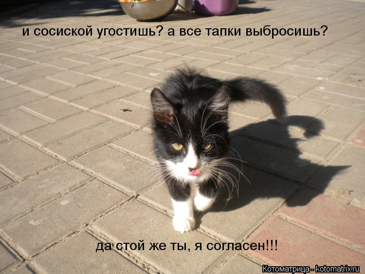 и сосиской угостишь? а все тапки выбросишь? да стой же ты, я согласен!!!... Котоматрица: и сосиской угостишь? а все тапки выбросишь? да стой же ты, я согласен!!!