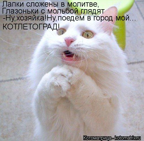 Лапки сложены в молитве, Глазоньки с мольбой глядят -Ну,хозяйка!Ну,поедем в город мой... КОТЛЕТОГРАД!... Котоматрица: Лапки сложены в молитве, Глазоньки с мольбой глядят -Ну,хозяйка!Ну,поедем в город мой... КОТЛЕТОГРАД!