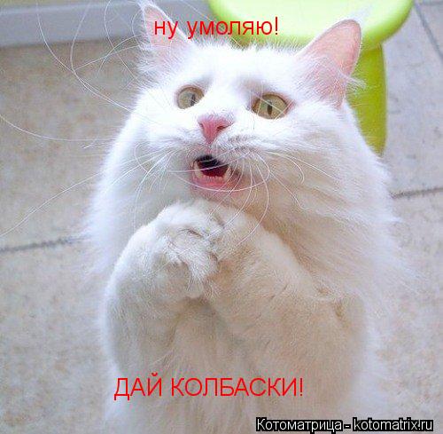 ну умоляю! ДАЙ КОЛБАСКИ!... Котоматрица: ну умоляю! ДАЙ КОЛБАСКИ!