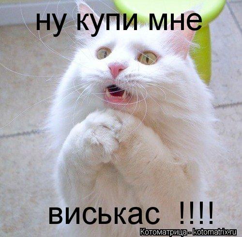 ну купи мне виськас !!!!... Котоматрица: ну купи мне виськас !!!!