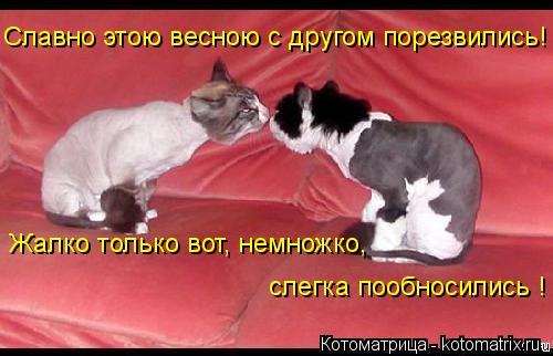 Котоматрица: Славно этою весною с другом порезвились! Жалко только вот, немножко, слегка пообносились !