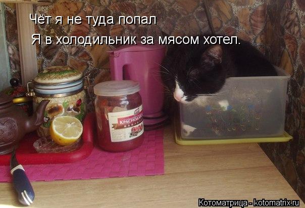 Чёт я не туда попал Я в холодильник за мясом хотел.... Котоматрица: Чёт я не туда попал Я в холодильник за мясом хотел.