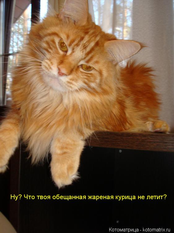 Ну? Что твоя обещанная жареная курица не летит?... Котоматрица: Ну? Что твоя обещанная жареная курица не летит?