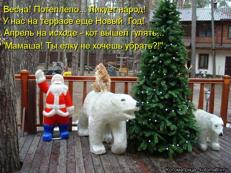 Весна! Потеплело... Ликует народ! У нас на террасе еще Новый Год! Апрель на исходе - кот вышел гулят... Котоматрица: Весна! Потеплело... Ликует народ! У нас на террасе еще Новый Год! Апрель на исходе - кот вышел гулять... "Мамаша! Ты елку не хочешь убрать?!"