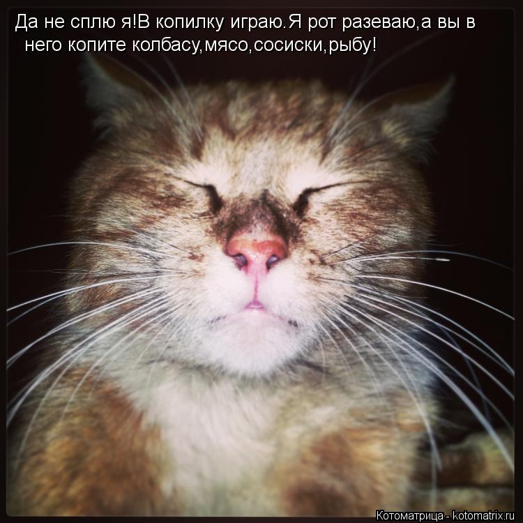 Да не сплю я!В копилку играю.Я рот разеваю,а вы в него копите колбасу,мясо,сосиски,рыбу!... Котоматрица: Да не сплю я!В копилку играю.Я рот разеваю,а вы в него копите колбасу,мясо,сосиски,рыбу!