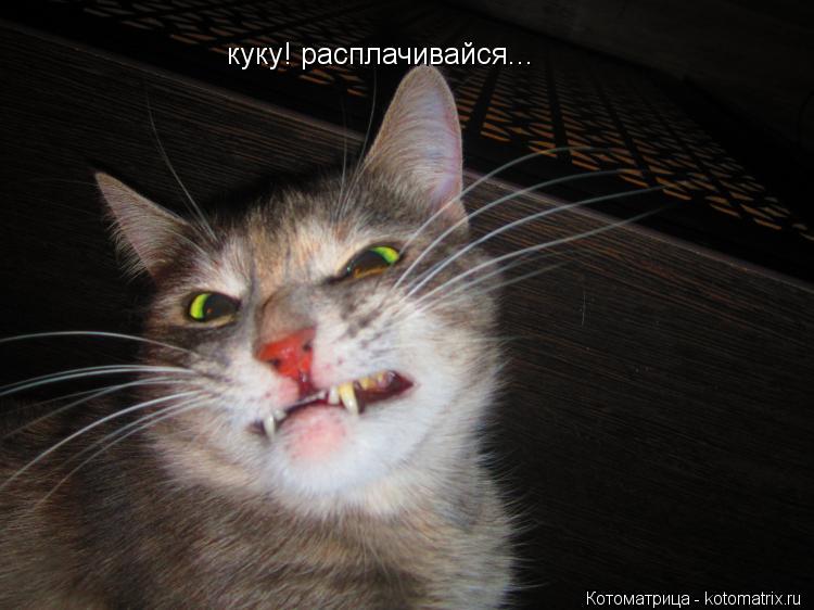 куку! расплачивайся...... Котоматрица: куку! расплачивайся...