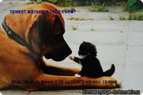 привет малыш,я тебя съем! дядь не ешь меня,я те колбасу на нос сварю... Котоматрица: привет малыш,я тебя съем! дядь не ешь меня,я те колбасу на нос сварю