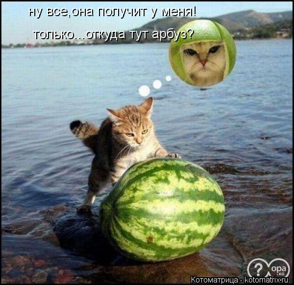 ну все,она получит у меня! только...откуда тут арбуз?... Котоматрица: ну все,она получит у меня! только...откуда тут арбуз?
