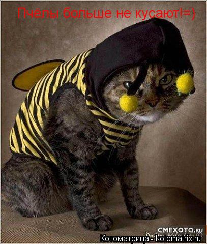 Пчёлы больше не кусают!=)... Котоматрица: Пчёлы больше не кусают!=)