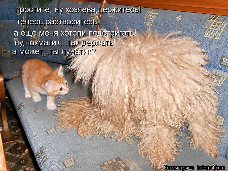 простите, ну хозяева,держитесь! теперь,растворитесь! а еще меня хотели подстригать! ну,лохматик...так... Котоматрица: простите, ну хозяева,держитесь! теперь,растворитесь! а еще меня хотели подстригать! ну,лохматик...так держать! а может...ты лунатик?
