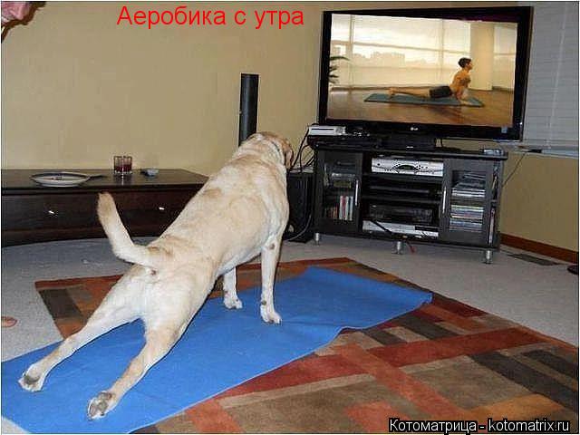 Аеробика с утра... Котоматрица: Аеробика с утра