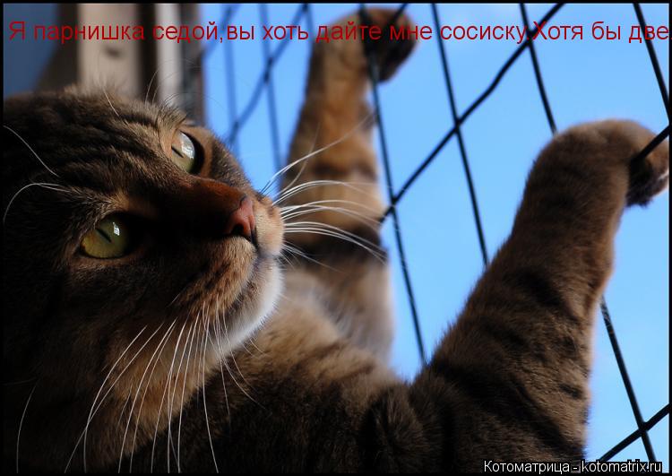 Я парнишка седой,вы хоть дайте мне сосиску.Хотя бы две.... Котоматрица: Я парнишка седой,вы хоть дайте мне сосиску.Хотя бы две.