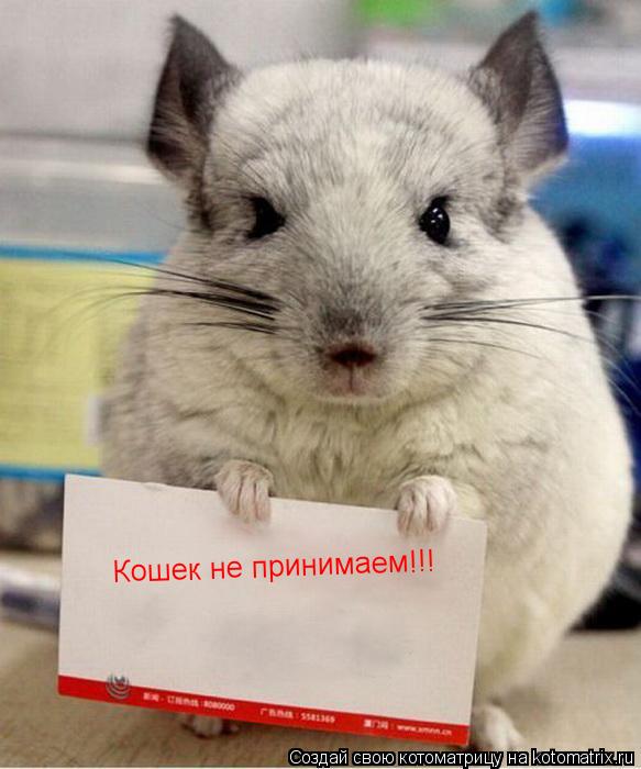 Кошек не принимаем!!!... Котоматрица: Кошек не принимаем!!!