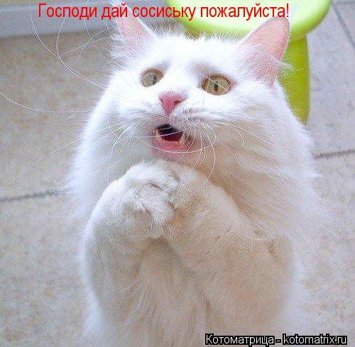 Господи дай сосиську пожалуйста!... Котоматрица: Господи дай сосиську пожалуйста!