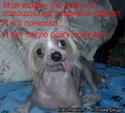 Мой хозяин (по чему-то) порошок под ковриком хранил Я его понюхал... И вот такую рожу получил )... Котоматрица: Мой хозяин (по чему-то) порошок под ковриком хранил Я его понюхал... И вот такую рожу получил )
