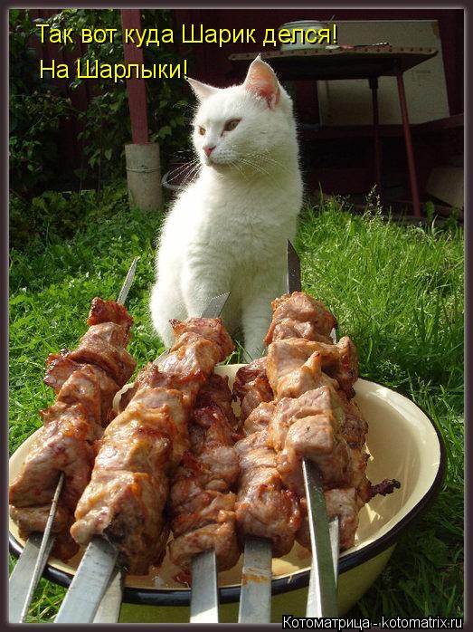Так вот куда Шарик делся! На Шарлыки!... Котоматрица: Так вот куда Шарик делся! На Шарлыки!