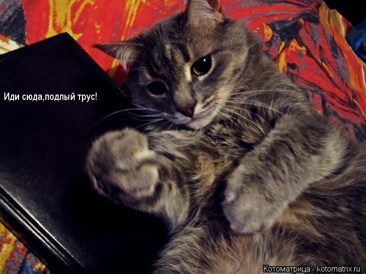 Иди сюда,подлый трус!... Котоматрица: Иди сюда,подлый трус!