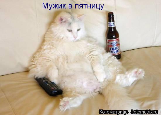 Мужик в пятницу... Котоматрица: Мужик в пятницу