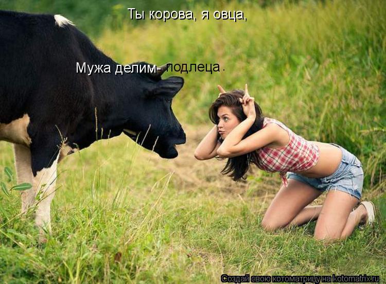Ты корова, я овца, Мужа делим- подлеца .... Котоматрица: Ты корова, я овца, Мужа делим- подлеца .