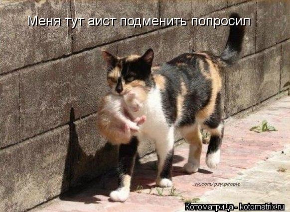 Меня тут аист подменить попросил... Котоматрица: Меня тут аист подменить попросил