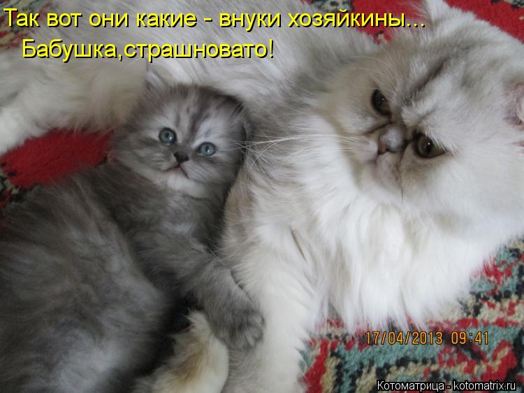 Бабушка,страшновато! Так вот они какие - внуки хозяйкины...... Котоматрица: Бабушка,страшновато! Так вот они какие - внуки хозяйкины...