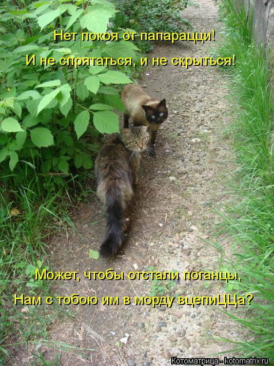 Нет покоя от папарацци! И не спрятаться, и не скрыться! Может, чтобы отстали поганцы, Нам с тобою им ... Котоматрица: Нет покоя от папарацци! И не спрятаться, и не скрыться! Может, чтобы отстали поганцы, Нам с тобою им в морду вцепиЦЦа?