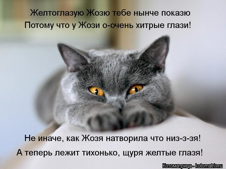 Желтоглазую Жозю тебе нынче показю Потому что у Жози о-очень хитрые глази! Не иначе, как Жозя натвори... Котоматрица: Желтоглазую Жозю тебе нынче показю Потому что у Жози о-очень хитрые глази! Не иначе, как Жозя натворила что низ-з-зя! А теперь лежит тихонько,
