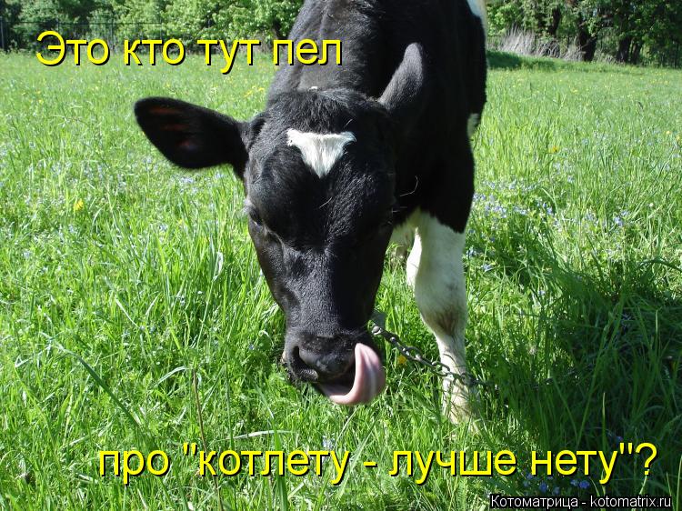Это кто тут пел про "котлету - лучше нету"?... Котоматрица: Это кто тут пел про "котлету - лучше нету"?