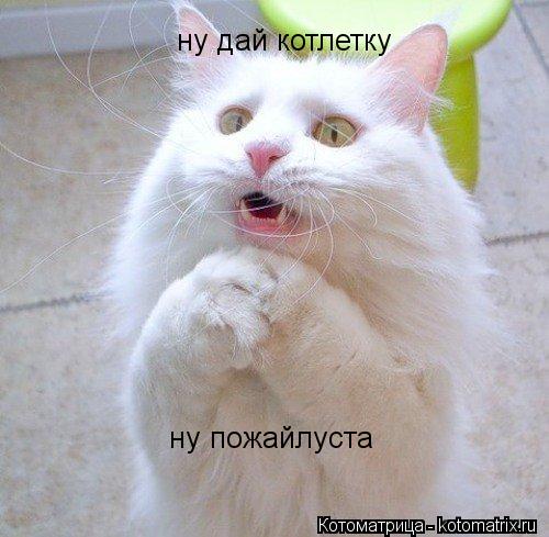 ну дай котлетку ну пожайлуста... Котоматрица: ну дай котлетку ну пожайлуста