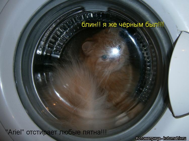 "Ariel" отстирает любые пятна!!! блин!! я же чёрным был!!!... Котоматрица: "Ariel" отстирает любые пятна!!! блин!! я же чёрным был!!!
