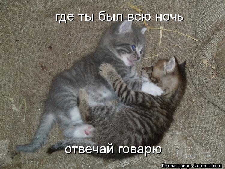 где ты был всю ночь отвечай говарю... Котоматрица: где ты был всю ночь отвечай говарю
