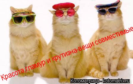 Красота,гламур и крутизна-вещи совместимые.... Котоматрица: Красота,гламур и крутизна-вещи совместимые.