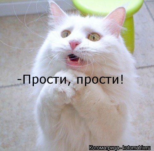 -Прости, прости!... Котоматрица: -Прости, прости!