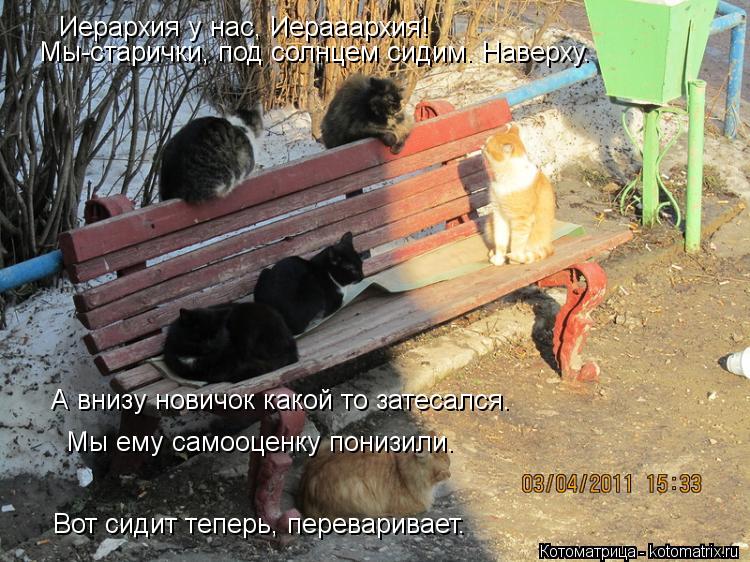 Иерархия у нас, Иерааархия! Мы-старички, под солнцем сидим. Наверху. А внизу новичок какой то затесал... Котоматрица: Иерархия у нас, Иерааархия! Мы-старички, под солнцем сидим. Наверху. А внизу новичок какой то затесался. Мы ему самооценку понизили. Вот сиди