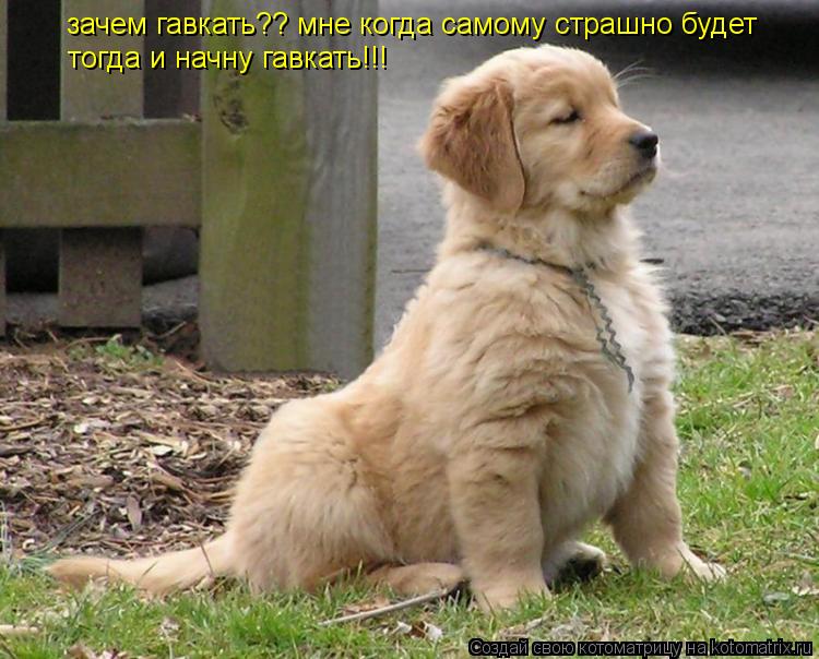 зачем гавкать?? мне когда самому страшно будет тогда и начну гавкать!!!... Котоматрица: зачем гавкать?? мне когда самому страшно будет тогда и начну гавкать!!!