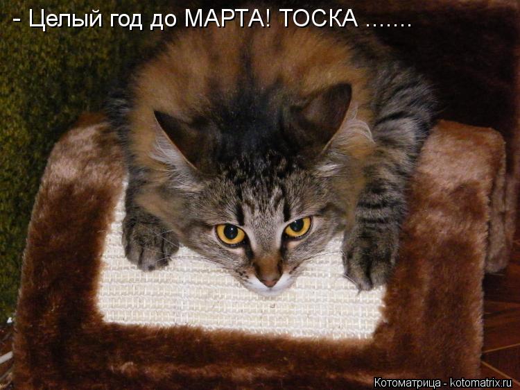 - Целый год до МАРТА! ТОСКА .......... Котоматрица: - Целый год до МАРТА! ТОСКА .......